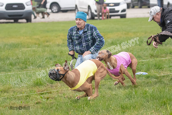 Prelim, Specials 1, Zayin-Apple Pie-Jinx-6901