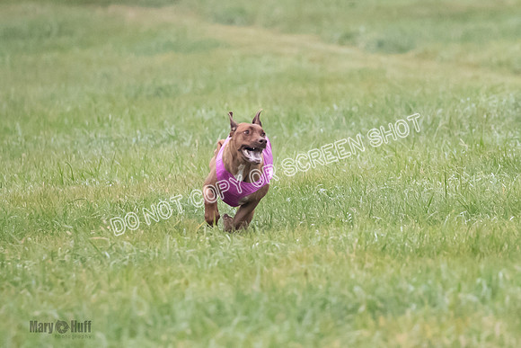 Prelim, Specials 1, Zayin-Apple Pie-Jinx-6928
