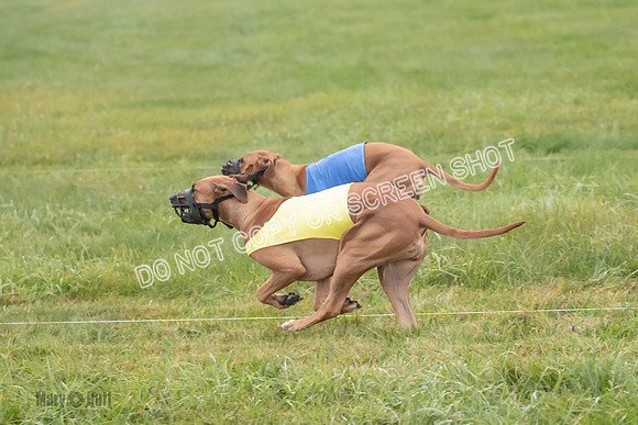 Prelim, Specials 1, Zayin-Apple Pie-Jinx-6914