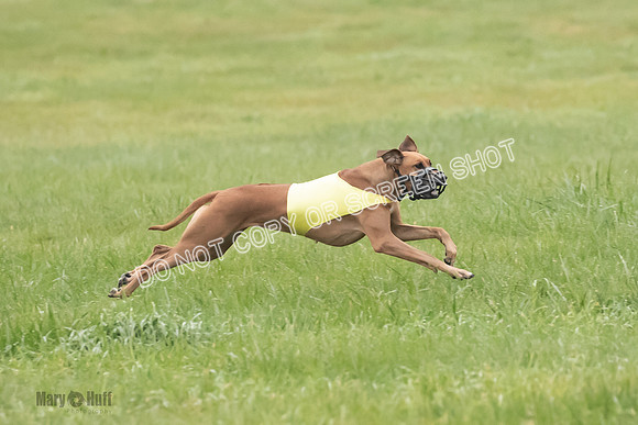 Prelim, Specials 1, Zayin-Apple Pie-Jinx-6937
