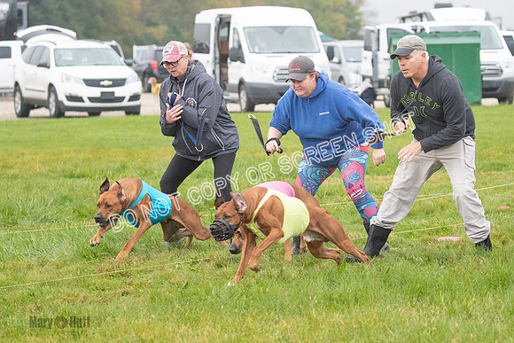 Prelim, Specials 2, Reilly-Scrappy Coco- Asa-7035
