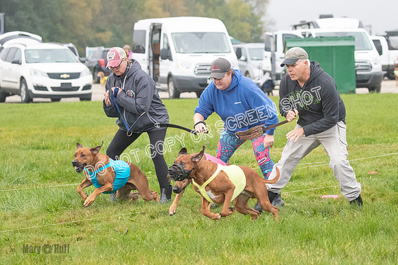 Prelim, Specials 2, Reilly-Scrappy Coco- Asa-7034