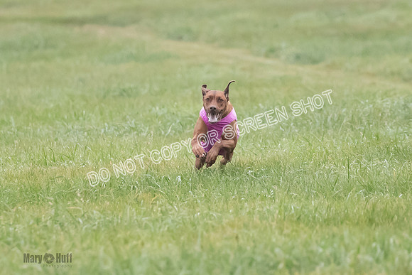 Prelim, Specials 1, Zayin-Apple Pie-Jinx-6924
