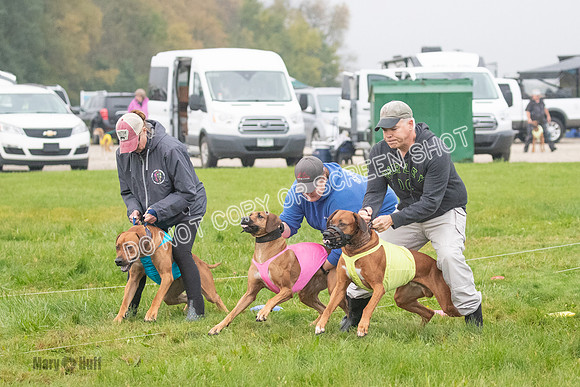 Prelim, Specials 2, Reilly-Scrappy Coco- Asa-7026