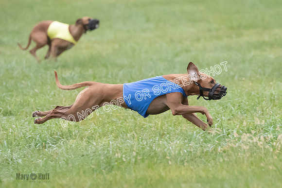 Prelim, Specials 1, Zayin-Apple Pie-Jinx-6932