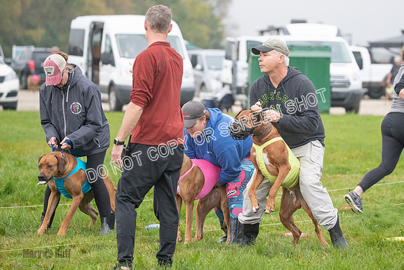 Prelim, Specials 2, Reilly-Scrappy Coco- Asa-7019