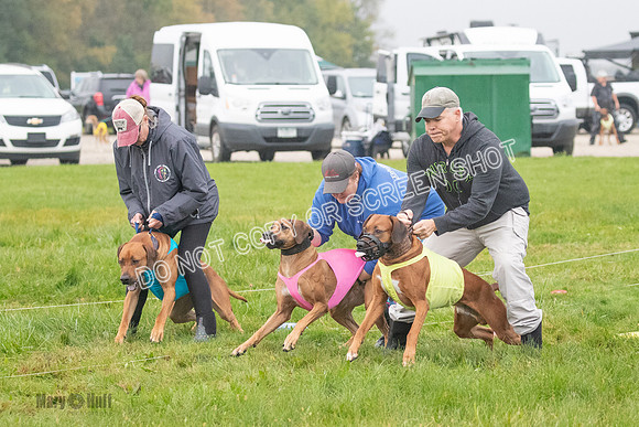 Prelim, Specials 2, Reilly-Scrappy Coco- Asa-7025
