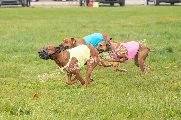 Prelim, Specials 2, Reilly-Scrappy Coco- Asa-7042
