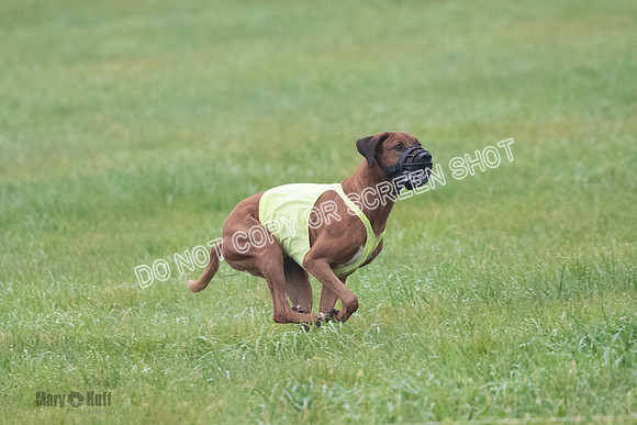 Prelim, Specials 2, Reilly-Scrappy Coco- Asa-7082