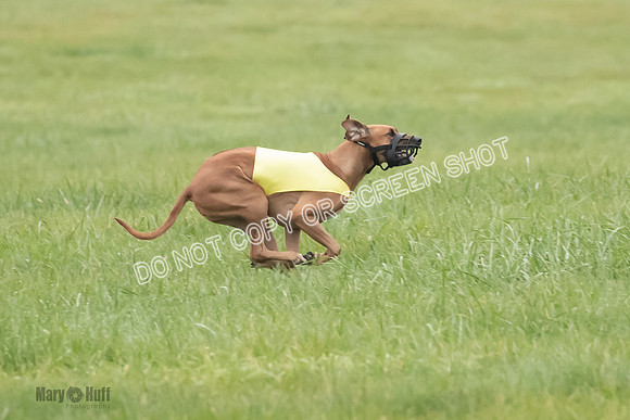 Prelim, Specials 1, Zayin-Apple Pie-Jinx-6946