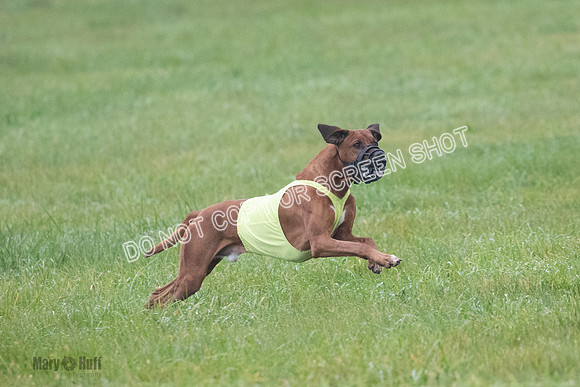 Prelim, Specials 2, Reilly-Scrappy Coco- Asa-7078