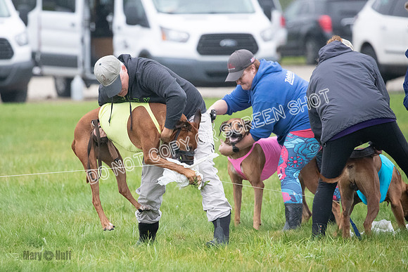 Prelim, Specials 2, Reilly-Scrappy Coco- Asa-7093