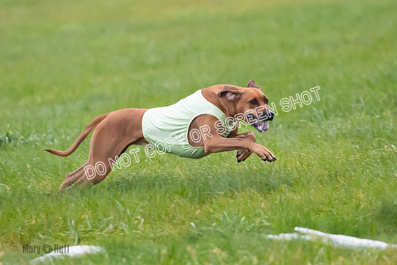 Prelim, Open 1, Wick-Fia-Wallie Woo-6858