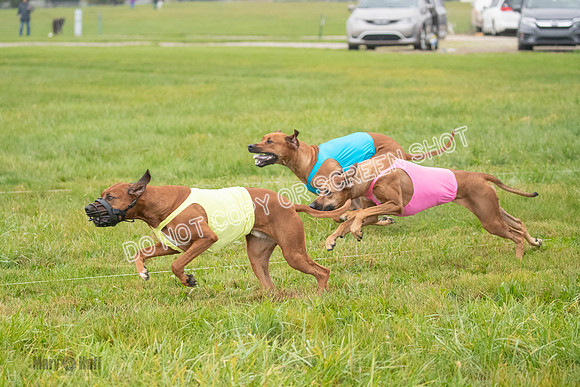 Prelim, Specials 2, Reilly-Scrappy Coco- Asa-7047
