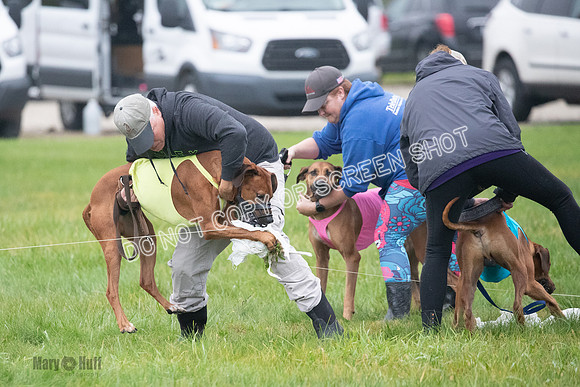 Prelim, Specials 2, Reilly-Scrappy Coco- Asa-7091