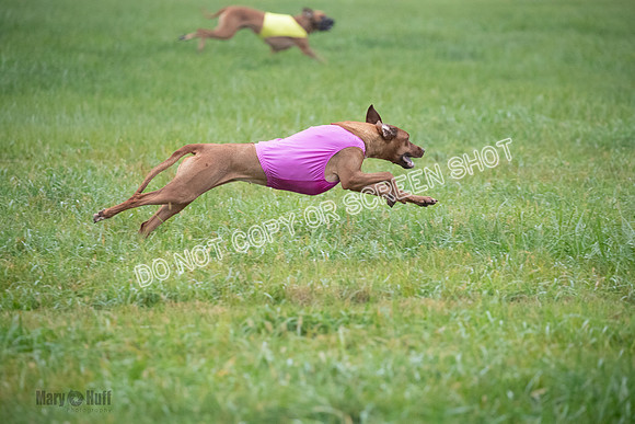 Prelim, Specials 1, Zayin-Apple Pie-Jinx-6950