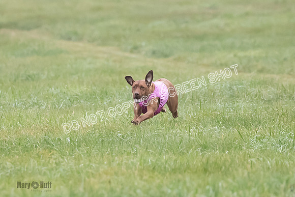 Prelim, Specials 1, Zayin-Apple Pie-Jinx-6920