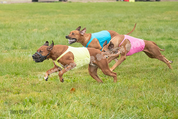 Prelim, Specials 2, Reilly-Scrappy Coco- Asa-7043