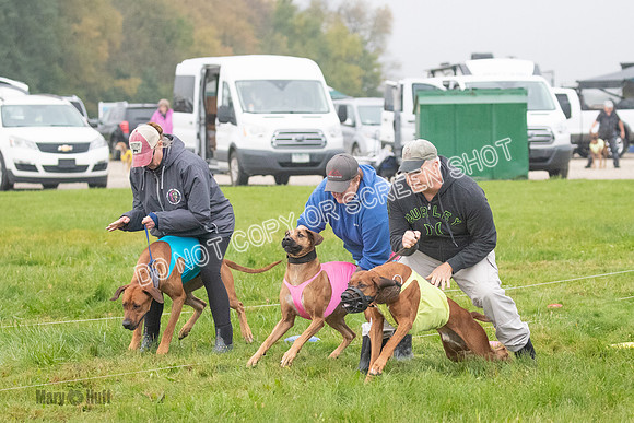 Prelim, Specials 2, Reilly-Scrappy Coco- Asa-7030
