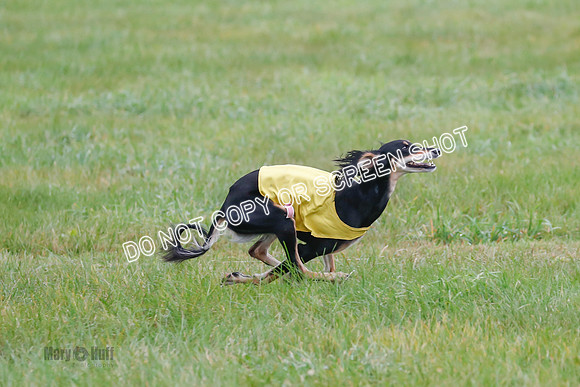 Final, Special 2, Tessa-Xavier-9013