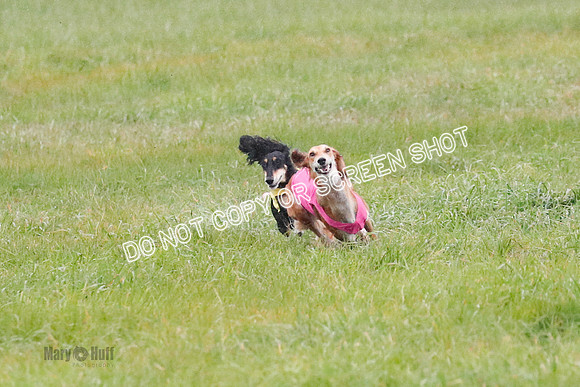 Saluki, Run-Offs & BOB-9608