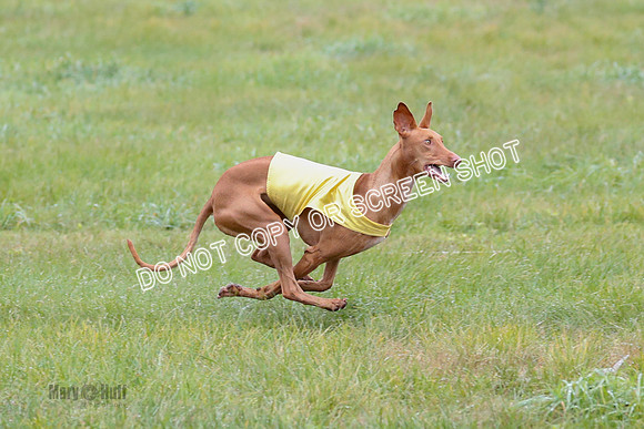 BIF, Pharoah-Greyhound-Deerhound-9829