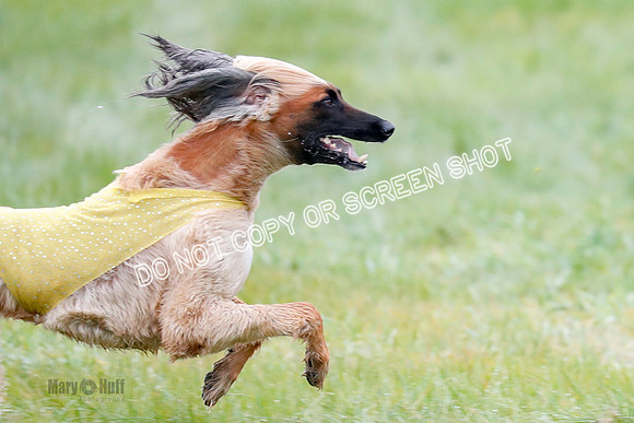 BIF, Afghan-Basenji-Azawak-9958