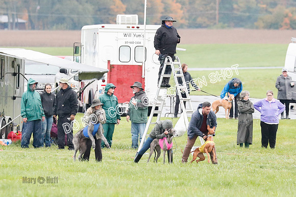 BIF, Pharoah-Greyhound-Deerhound-9813