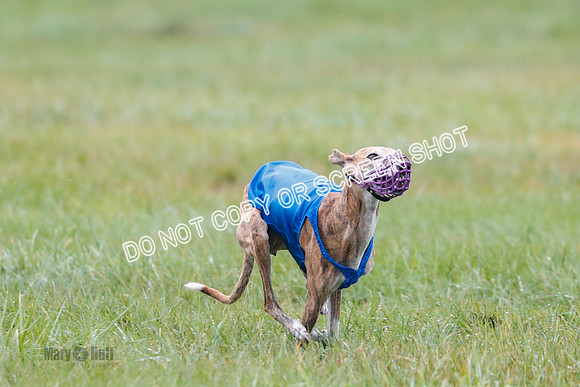 BIF, Afghan-Basenji-Azawak-9977