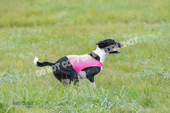 BIF, Afghan-Basenji-Azawak-0007