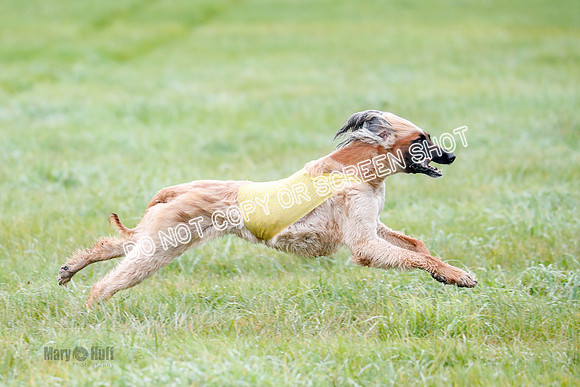 BIF, Afghan-Basenji-Azawak-9948