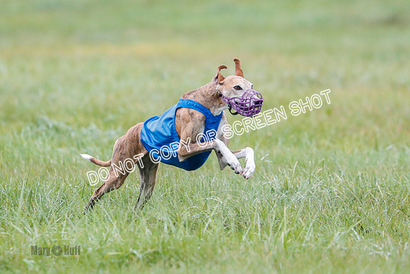 BIF, Afghan-Basenji-Azawak-9975