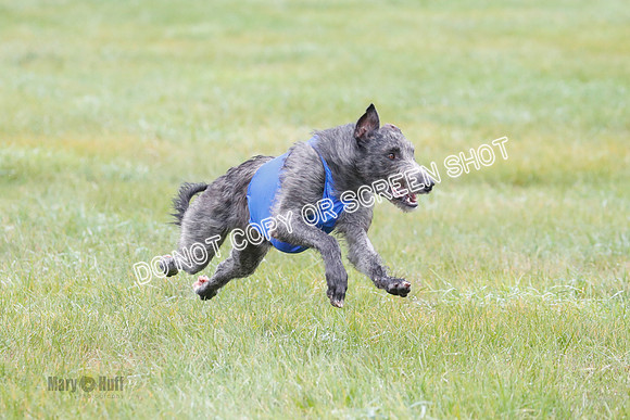 BIF, Pharoah-Greyhound-Deerhound-9815