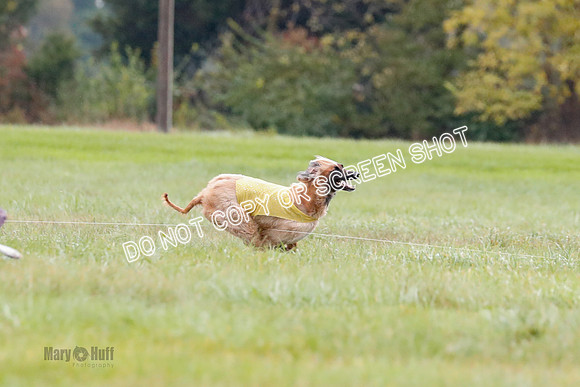 BIF, Afghan-Basenji-Azawak-9912