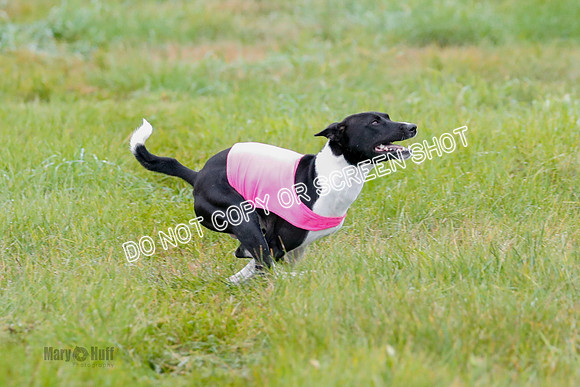 BIF, Afghan-Basenji-Azawak-9899