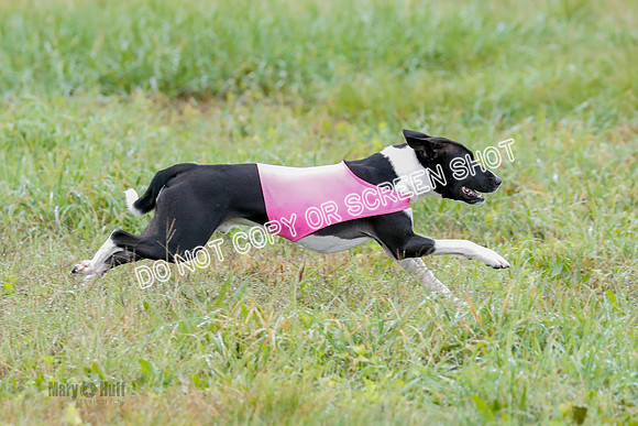BIF, Afghan-Basenji-Azawak-9907