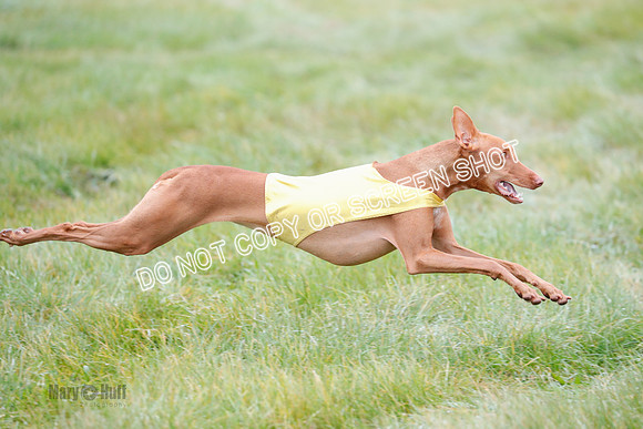 BIF, Pharoah-Greyhound-Deerhound-9861