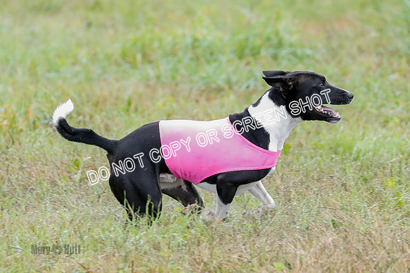 BIF, Afghan-Basenji-Azawak-9905
