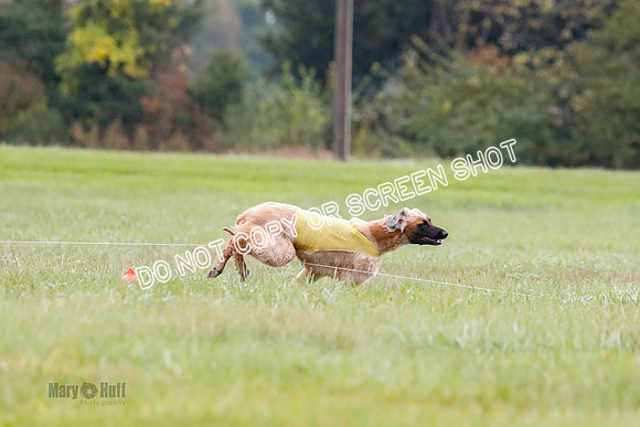 BIF, Afghan-Basenji-Azawak-9911