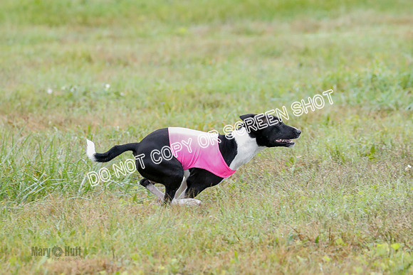 BIF, Afghan-Basenji-Azawak-9904