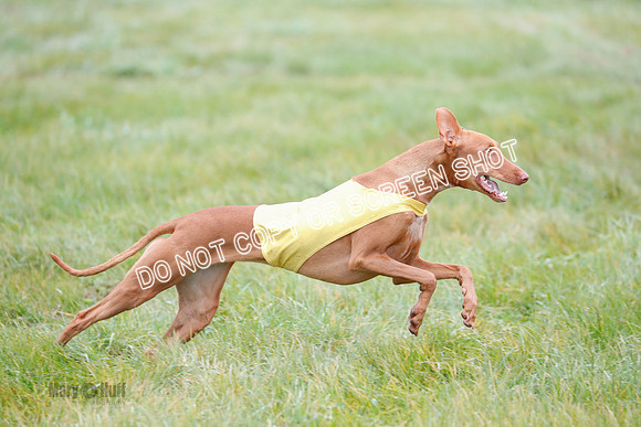 BIF, Pharoah-Greyhound-Deerhound-9860
