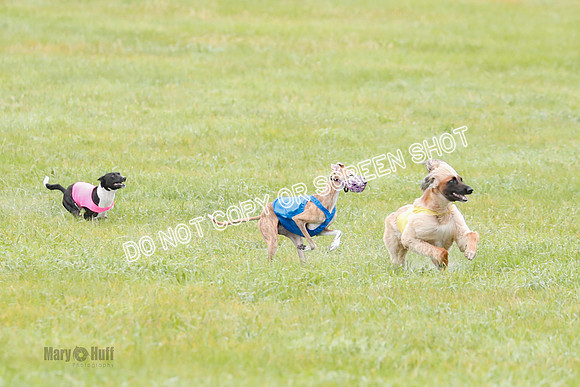 BIF, Afghan-Basenji-Azawak-9871