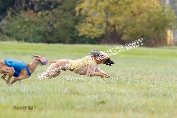 BIF, Afghan-Basenji-Azawak-9914