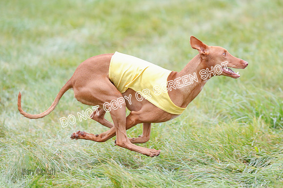 BIF, Pharoah-Greyhound-Deerhound-9864