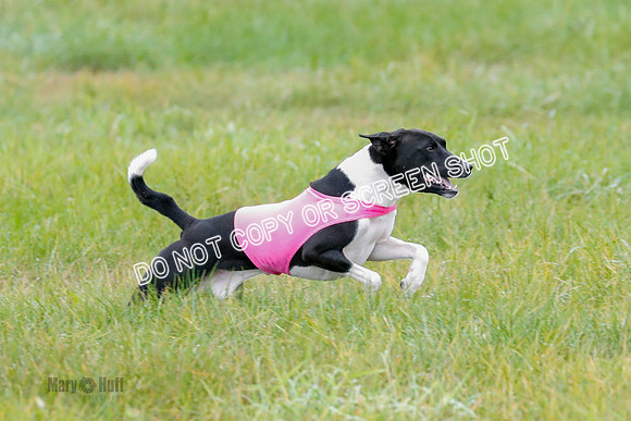 BIF, Afghan-Basenji-Azawak-9900