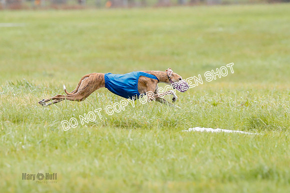 BIF, Afghan-Basenji-Azawak-9929