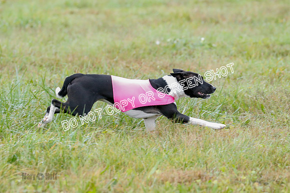 BIF, Afghan-Basenji-Azawak-9903