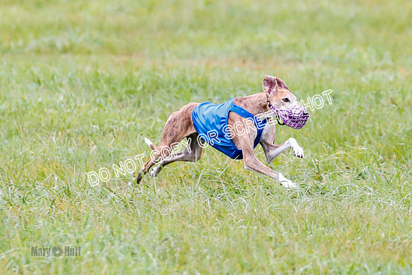 BIF, Afghan-Basenji-Azawak-9889