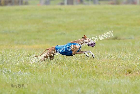 BIF, Afghan-Basenji-Azawak-9933