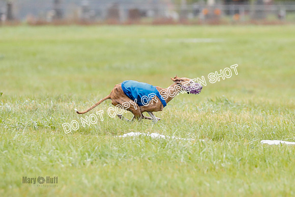 BIF, Afghan-Basenji-Azawak-9927